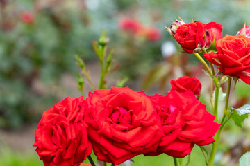 Red roses in the garden