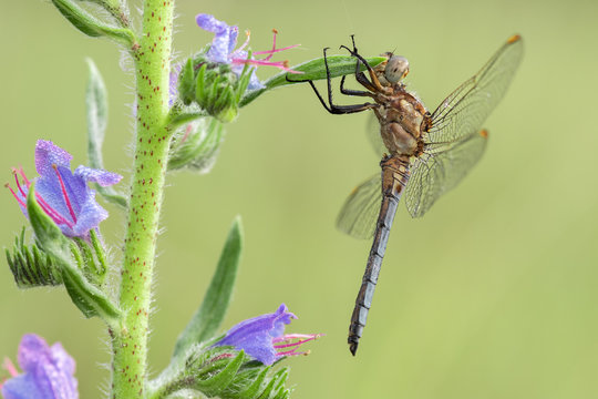 Beautiful nature scene with dragonfly Keeled skimmer (Orthetrum coerulescens) . Macro shot of dragonfly Keeled skimmer (Orthetrum coerulescens)  on the grass.