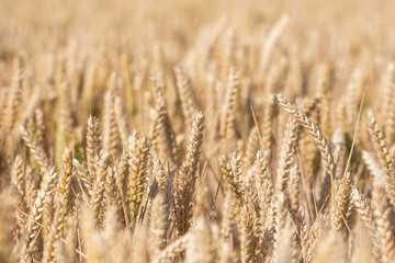 Wheat crop. Selective focus close-up of golden wheat ears
