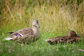 Portrait of two mallard ducks in grass