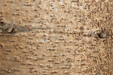 Bark of tree