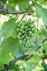 Green grapes on vine