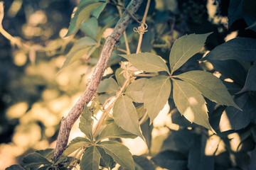 Green leaf on a vine
