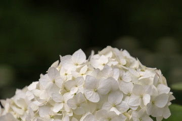 White flowers close-up