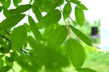 Fototapeta na wymiar Walnut leaf . Green walnuts on the tree together . Young green leaves of walnut in the garden . Background of green leaves on the trunk of an apple tree.