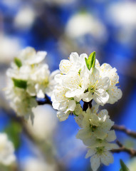 beautiful cherry blossom
