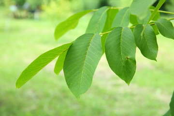 Walnut leaf . Green walnuts on the tree together . Young green leaves of walnut in the garden . Background of green leaves on the trunk of an apple tree.