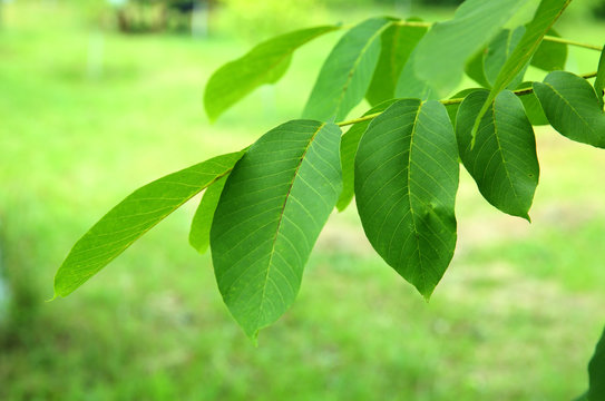 Walnut leaf . Green walnuts on the tree together . Young green leaves of walnut in the garden . Background of green leaves on the trunk of an apple tree.