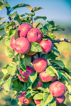 Apple tree in old apple orchard.