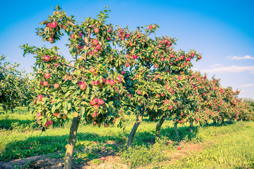 Appelboom in oude appelboomgaard.