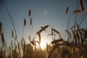 Obraz premium Wheat field. Ears of golden wheat close-up. Background of the ripening ears of the field of meadow wheat.