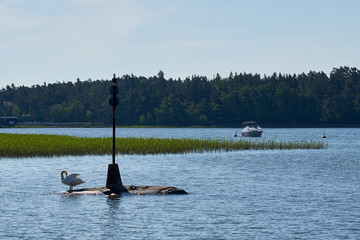 Naklejka premium A swan and a boat.