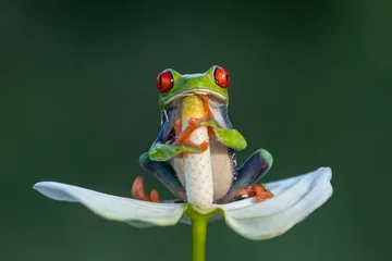 Fotobehang De schattigste kikker ter wereld. Boomkikker met rode ogen. Geweldig, mooi, goedlachs, grappig. Inheems in het regenwoud, uitstekende springer, rode ogen starend naar roofdier, verrassing. © janstria