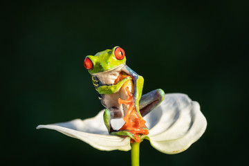 The cutest frog in the world. Red eyed tree frog. Amazing, lovely, smiley, funny.  Native in rain forest, excellent jumper, red eye staring at predator, surprise.