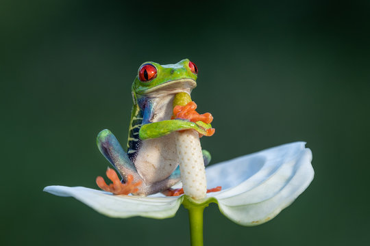 The cutest frog in the world. Red eyed tree frog. Amazing, lovely, smiley, funny.  Native in rain forest, excellent jumper, red eye staring at predator, surprise.