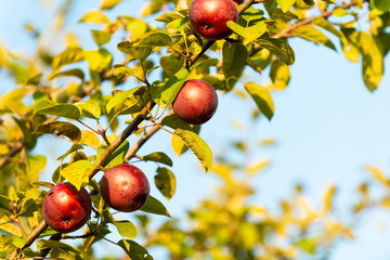 Apple tree in old apple orchard.