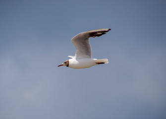 Fototapeta na wymiar Sea gull flying in the sky. Seagull ordinary.