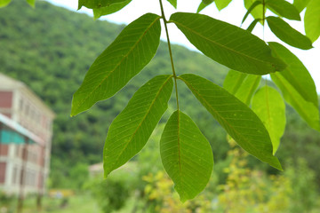 Walnut leaf . Green walnuts on the tree together . Young green leaves of walnut in the garden . Background of green leaves on the trunk of an apple tree.