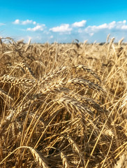 Wheat field and blue sky in summer