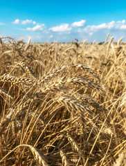 Fototapeta na wymiar Wheat field and blue sky in summer