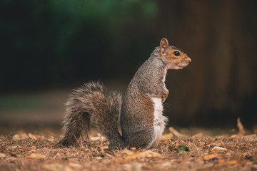 Naklejka na ściany i meble Squirrel Profile