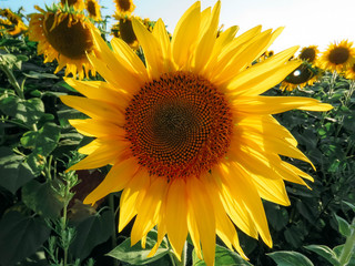 yellow sunflowers bloom in summer field