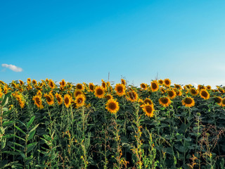 yellow sunflowers bloom in summer field