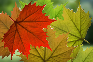 Backgrounds leafs green, red,yellow