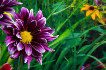 Obraz premium purple daisy in wildflower garden 