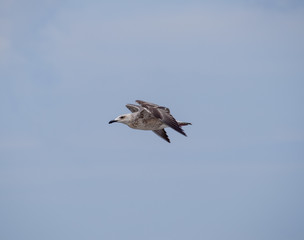 Sea gull flying in the sky. Seagull ordinary.