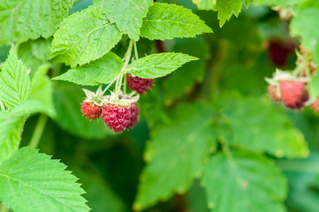 wild strawberry on a branch