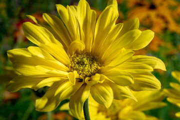 Yellow Flower
