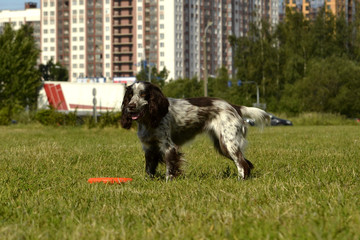 Russian hunting spaniel. Young energetic dog on a walk. Puppies education, cynology, intensive training of young dogs. Walking dogs in nature.