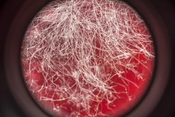 food mold on red drink, fungus development on food, microbiology macro abstract background © Aliaksei