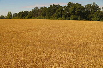 A field of ripe wheat on the hill.