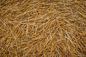 Dry golden yellow straw grass background texture after havesting