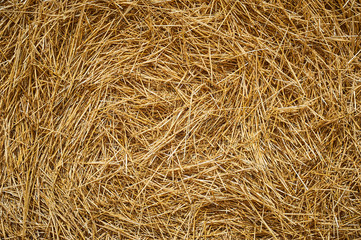 Dry golden yellow straw grass background texture after havesting