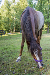 Koń jedzący trawę