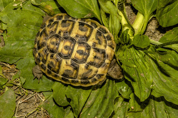 Tartaruga di terra - Testudo Hermanni