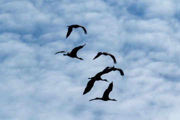 Sandhills Flying High