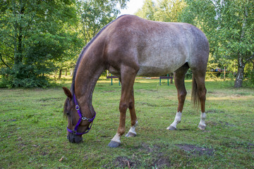 Koń jedzący trawę