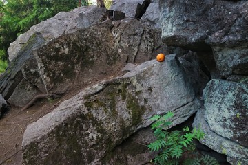 Orange on the rocks in the forest at the foot of the rocks.