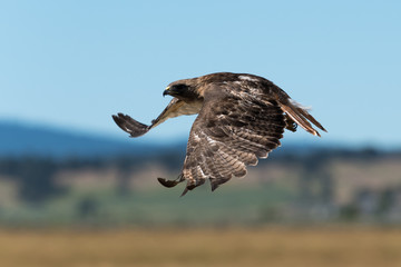 Red-tailed hawk in flight.