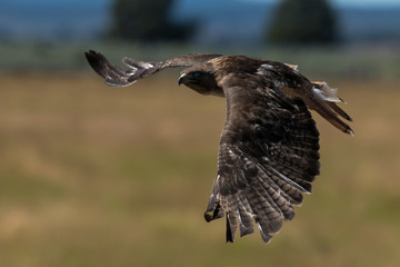 Red-tailed hawk in flight.