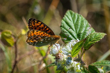 The colourful butterfly feeds from a bramble plant