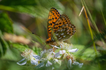 The colourful butterfly feeds from bramble flowers