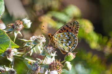 The colourful butterfly has its wings folded while it feeds