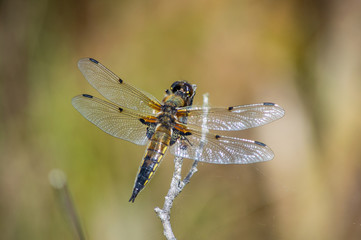 The dragonfly is perched on a twig