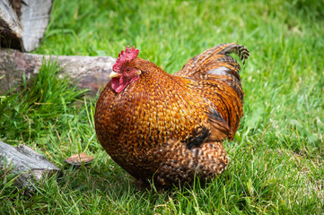 This hen looks like it has been very well fed