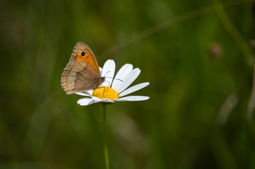 The brown butterfly is perched on the bright flower